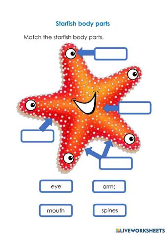 Starfish body parts
