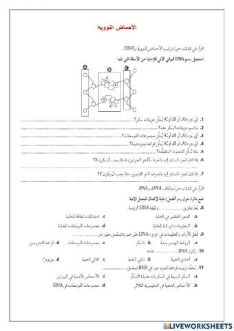 الأحماض النووية