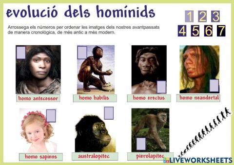 Evolució dels homínids