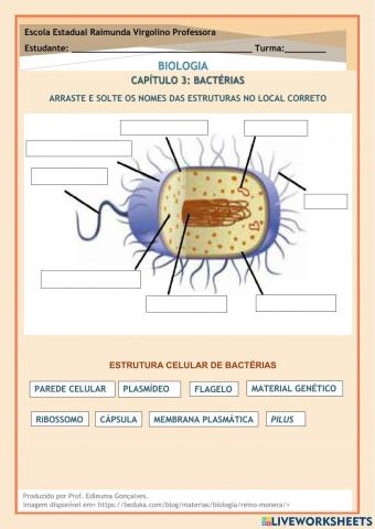 Estrutura das Bactérias