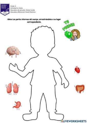 Partes internas del cuerpo