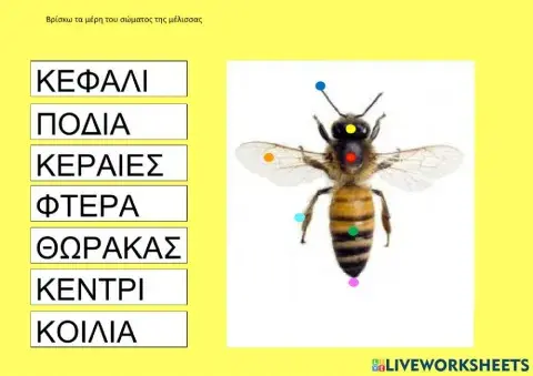 Τα μέρη του σώματος της μέλισσας