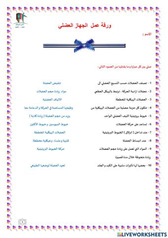 ورقة عمل العضلات