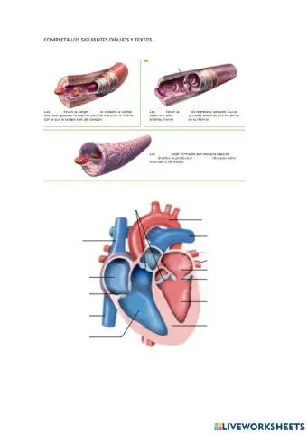 Aparato circulatorio