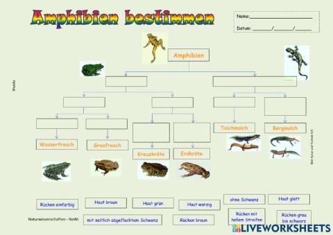 Amphibien bestimmen