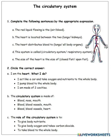 The circulatory system