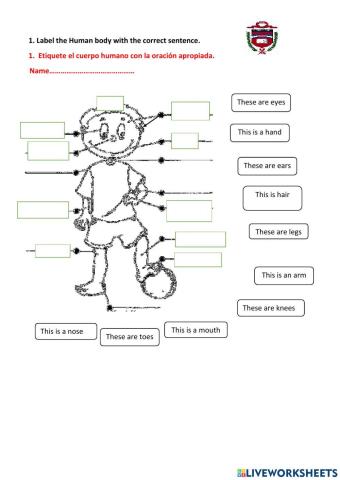 Human body + this is- these are