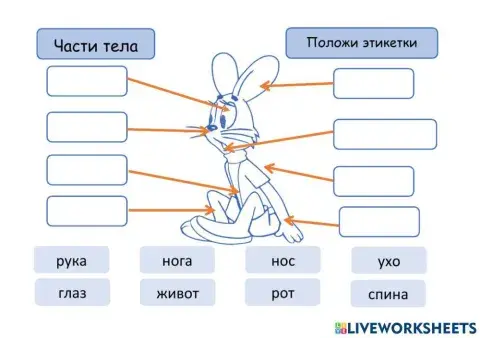 Части тела 2