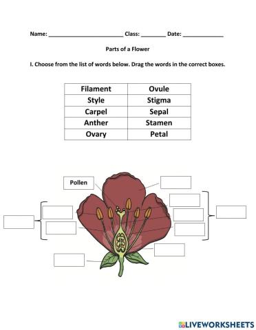 Parts of a Flower Worksheet