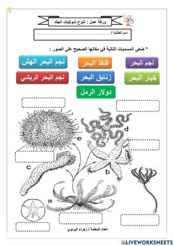 تنوع شوكيات الجلد