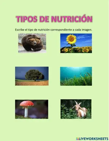 Tipos de nutrición