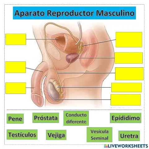 Aparato reproductor Femenino