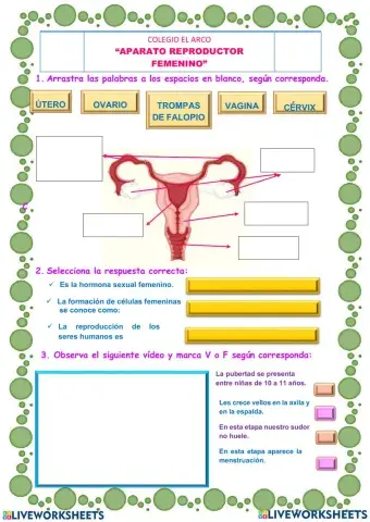 Aparato Reproductor Femenino