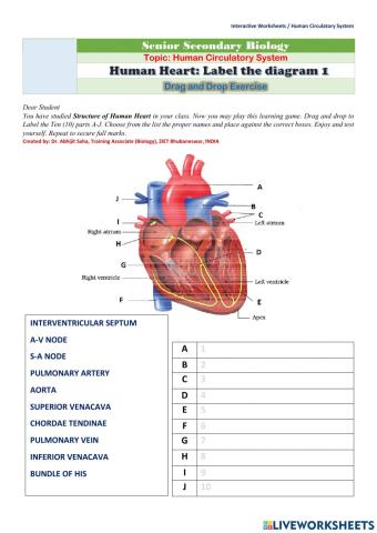 Human Heart: Label the diagram 1