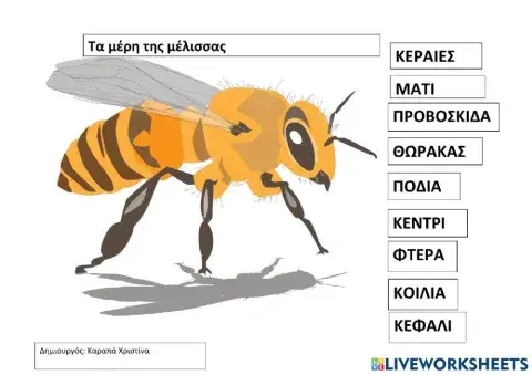 Τα μέρη της μέλισσας
