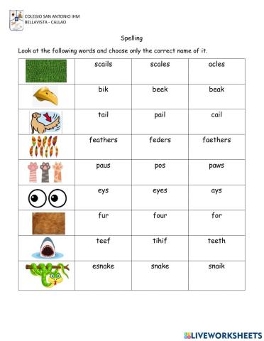 Spelling Activity
