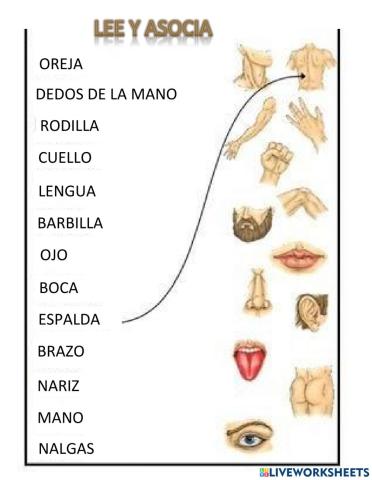 Partes del cuerpo