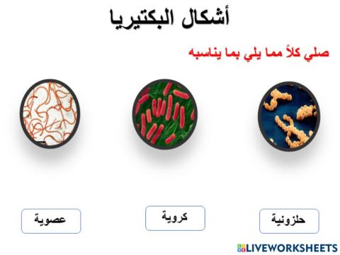 أشكال البكتيريا