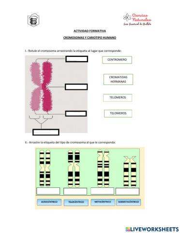 Cromosomas y cariotipo