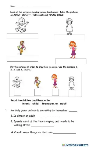 Stages of Development