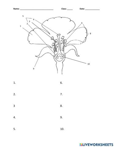 Parts of a Flower Worksheet (2)
