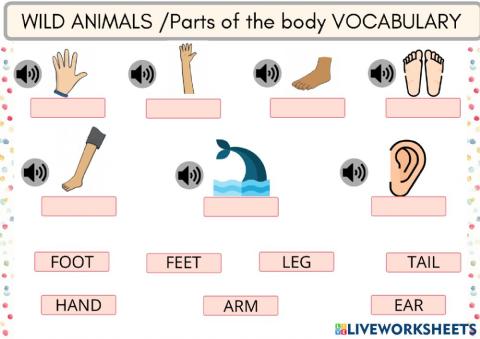 Wild animals - Parts of the body Vocab