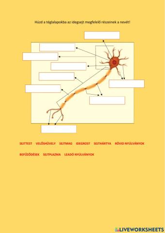 Belső környezetünk állandósága