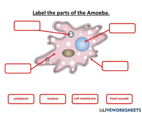 Label parts of an amoeba