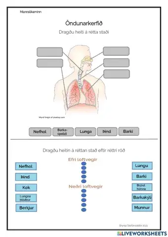 Öndunarfærin tengiverkefni