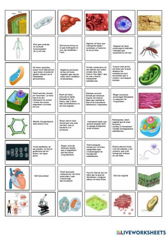 Àlbum Organització dels éssers vius