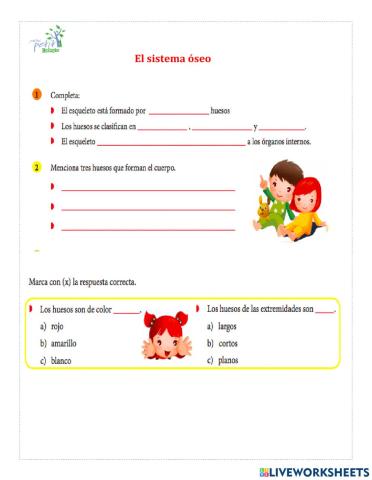 Actividad El sistema óseo