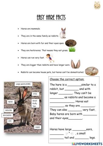 Easy facts about hares