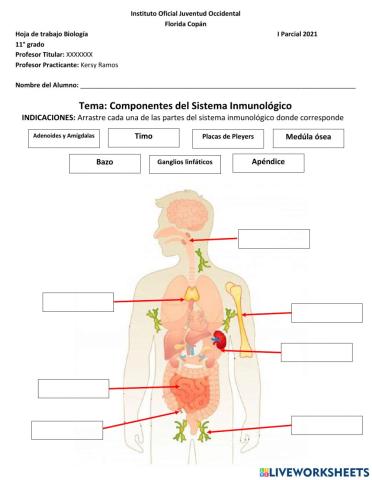 Componentes del Sistema Inmunológico