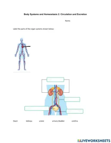 Body Systems and Homeostasis 2: Circulation and Excretion