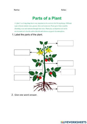 Plant Body Worksheet