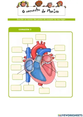 Partes do corazón 3