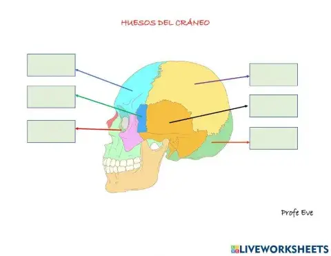 Huesos del cráneo y la cara