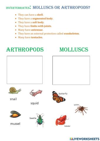 INVERTEBRATES: Molluscs or arthropods