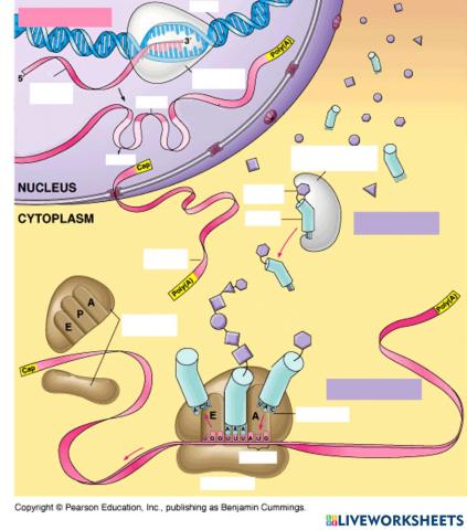 Visió general de l'expressió gènica