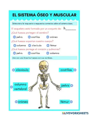 Sistema oseo y muscular
