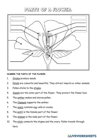 Parts of a flower.