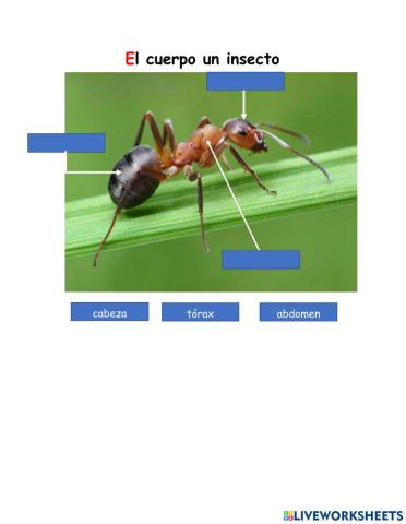 El cuerpo de un insecto