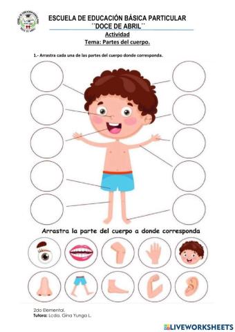 Partes del cuerpo