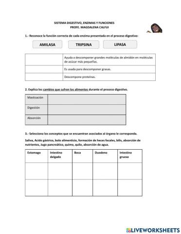 SISTEMA DIGESTIVO, ENZIMAS Y FUNCIONES 