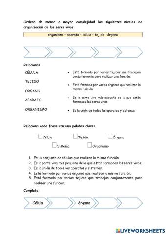 Organización del cuerpo humano