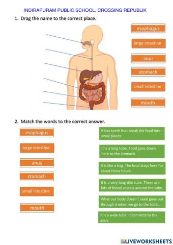 Nutrition in animals