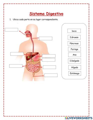 El Sistema digestivo