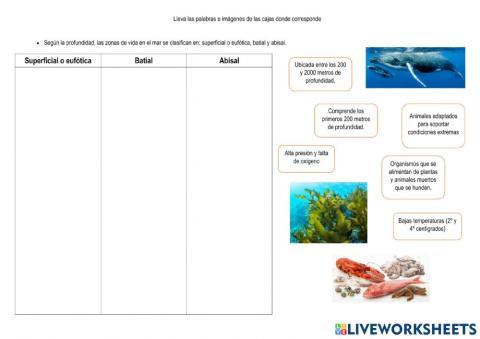 Clasificación de los ecosistemas marinos (profundidad)