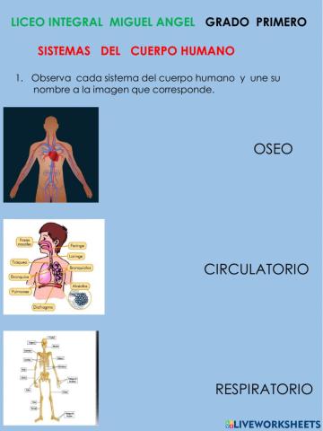 Sistemas del cuerpo humano