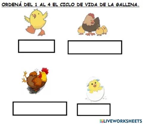 Ciclo de vida de la gallina